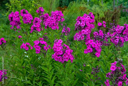 Garden purple phlox (Phlox paniculata), vivid summer flowers