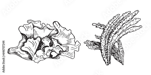 Vector sea plant ink hand drawn illustration isolated on white background. Laminaria, spirulina, ulva, sea salad, seaweed black white line. Design element for package, label, wrapping, trade