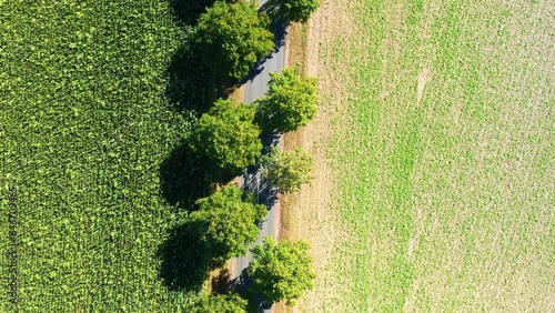 Aerial view of perpendicular view of country road with avenue with green trees between fields with young plants