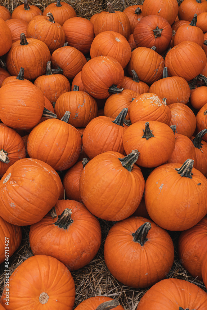 A lot of orange pumpkins at farmers market. Pumpkins background A lot of orange pumpkins at farmers market. Pumpkins background