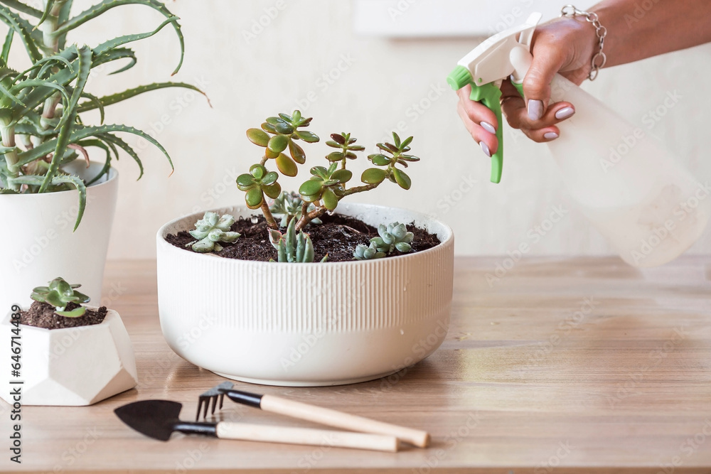 A woman transplants and sprays plants in flower pots. Housewife, takes care of houseplants at home, sprays succulents and cacti. Homemade flowers. A woman transplants and sprays plants in flower pots. Housewife, takes care of houseplants at home, sprays succulents and cacti. Homemade flowers.