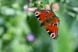 Aglais io. Inachis io. Nymphalidae. A butterfly collects nectar on meadow flowers. Pollinates plants.