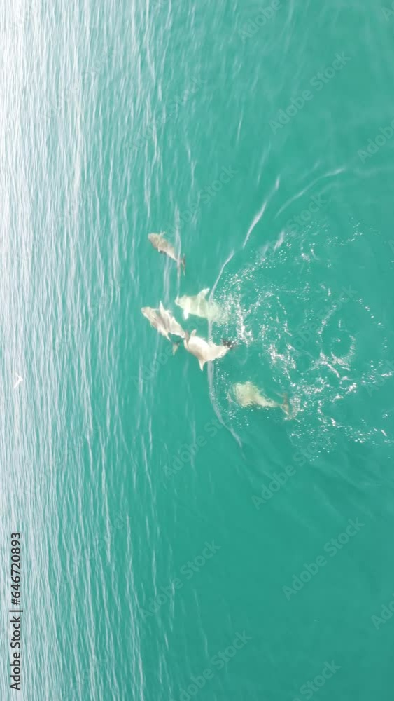 Vertical aerial view of the dolphins slowly swimming in crystal clear turquoise waters. Group of endemic marine mammals migrating along coastline as seen from above. Vertical aerial view of the dolphins slowly swimming in crystal clear turquoise waters. Group of endemic marine mammals migrating along coastline as seen from above.