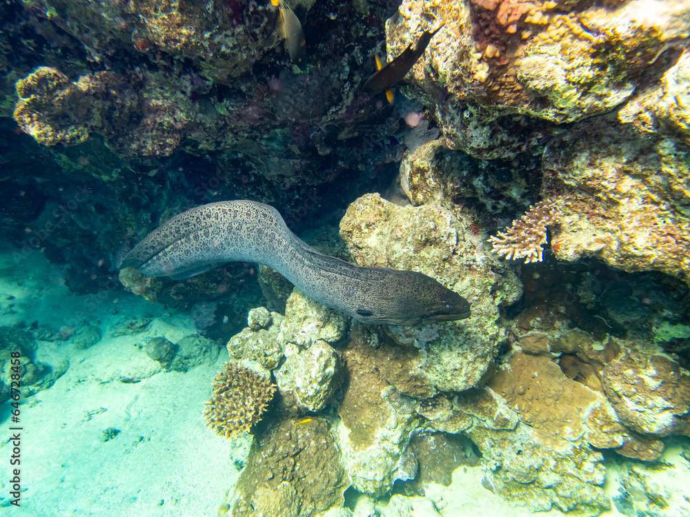 Black moray eel in a coral reef in the Red Sea Black moray eel in a coral reef in the Red Sea