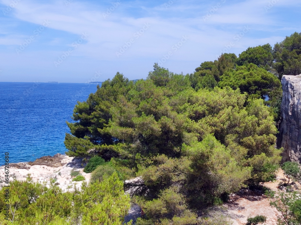 seascape in Rovinj with pine trees seascape in Rovinj with pine trees