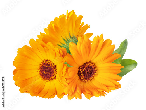 Calendula officinalis flower isolated on white or transparent background. Marigold medicinal plant, healing herb. Three calendula flowers with green leaves.