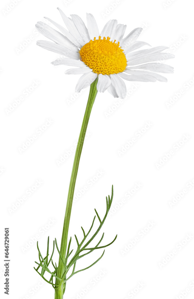 Chamomile flower isolated on white or transparent background. Camomile medicinal plant, herbal medicine. One single chamomile flower with green stem and leaves. - obrazy, fototapety, plakaty 