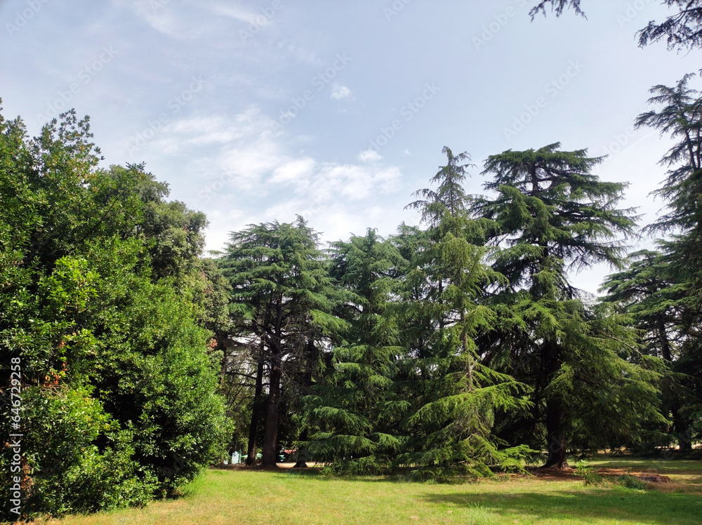 Deodar Cedar trees growing in the park forest in Rovinj, Croatia Deodar Cedar trees growing in the park forest in Rovinj, Croatia