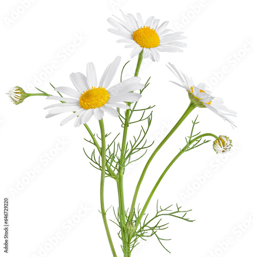 Chamomile flower isolated on white or transparent background. Camomile medicinal plant  herbal medicine. Three chamomile flowers with green stem and leaves.