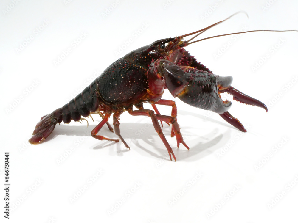 アメリカザリガニの側面 アメリカザリガニの側面