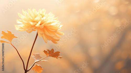 autumn chrysanthemum flower on the background of a foggy morning in soft color pastel tones, gentle autumn background of nature © kichigin19