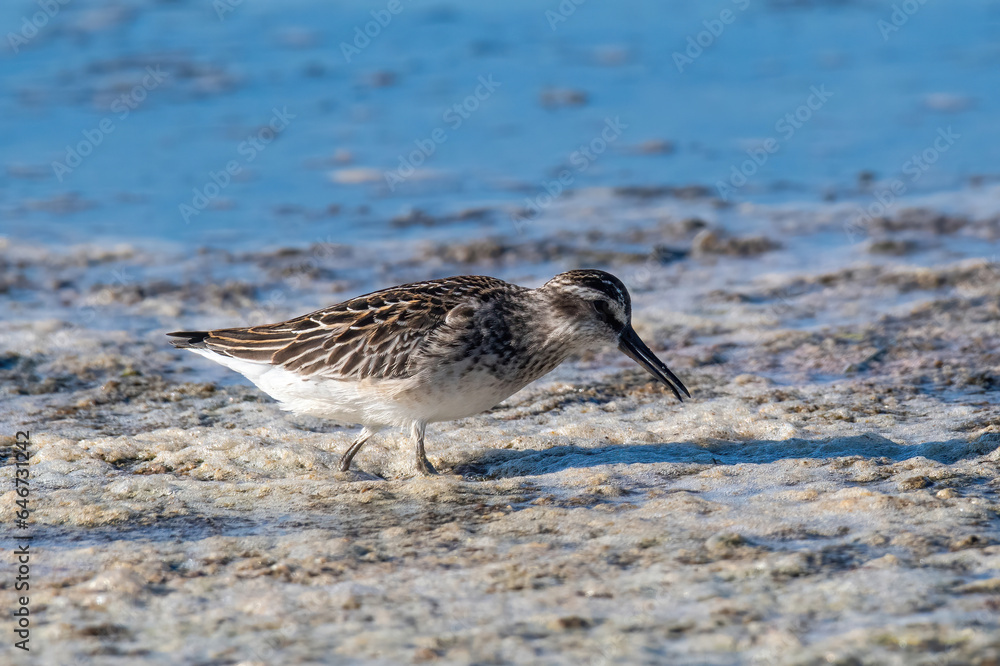 Obraz premium Broad-billed Sandpiper, Limicola or Calidris falcinellus