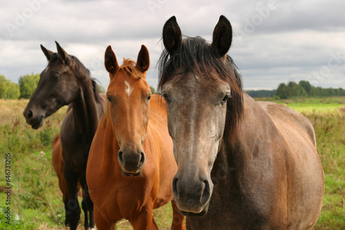 portraits of three horses of different colors