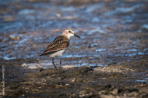 A Little Stint, Calidris minuta standing in the water photo