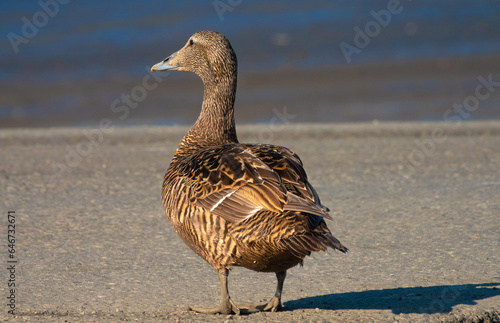 Cuadro en lienzo A female edir duck  on the shores of the Adventfjorden, Longyearbyen, Spitsberge