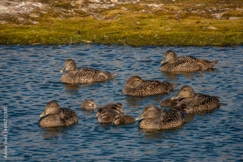 Flocks of female eider ducks with their ducklings, Adventfjorden, Longyearbyen, Spitsbergen, Svalbard, Norway photo