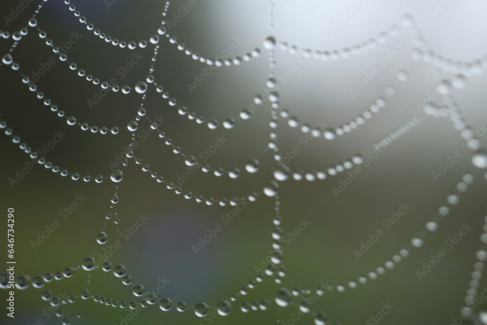 Fototapeta premium spider web with dew drops