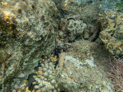 An octopus hid in a coral reef in the Red Sea.