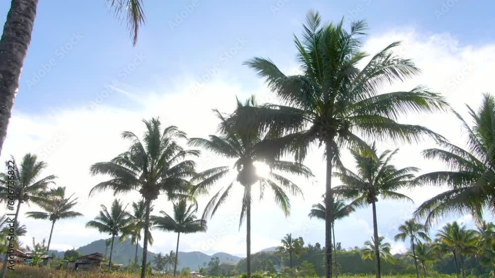 Wide Shot Of Tall Coconut Trees In A Sunny Tropical Country Province Wide Shot Of Tall Coconut Trees In A Sunny Tropical Country Province