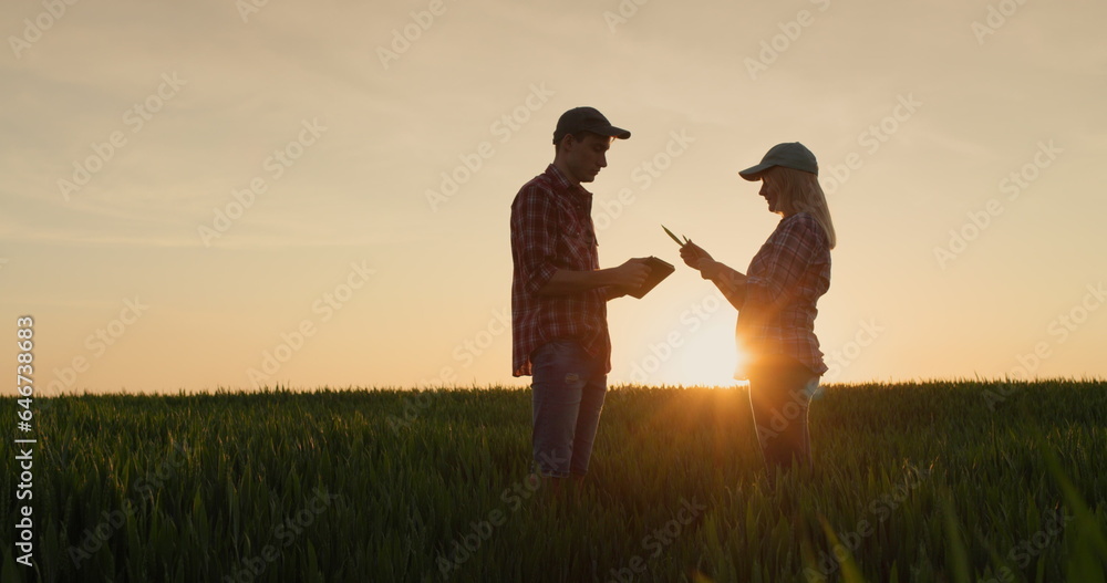 Two farmers - a man and a woman communicate against the background of a field of wheat at sunset