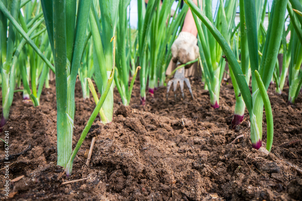 Weeding beds with agricultura plants growing in the garden. Weed control in the garden. Cultivated land close-up. Agricultural work on the plantation Weeding beds with agricultura plants growing in the garden. Weed control in the garden. Cultivated land close-up. Agricultural work on the plantation