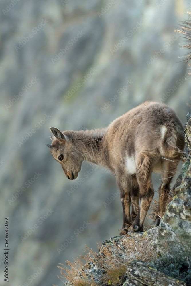Newborn alpine ibex (Capra ibex) looking dowstream, Italy.