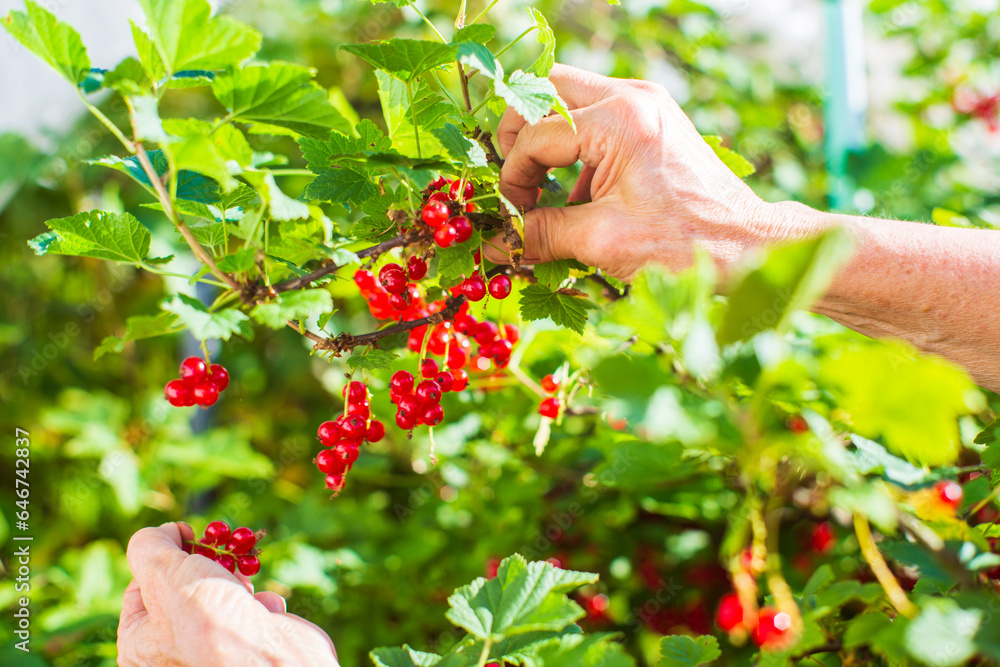Farmer's hands harvest crop of currant in the garden. Plantation work. Autumn harvest and healthy organic food concept close up with selective focus Farmer's hands harvest crop of currant in the garden. Plantation work. Autumn harvest and healthy organic food concept close up with selective focus