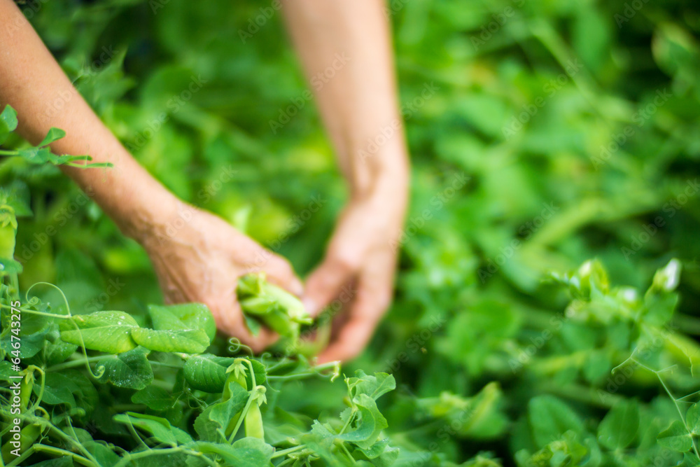 Farmer's hands harvest crop of pea in the garden. Plantation work. Autumn harvest and healthy organic food concept close up with selective focus Farmer's hands harvest crop of pea in the garden. Plantation work. Autumn harvest and healthy organic food concept close up with selective focus