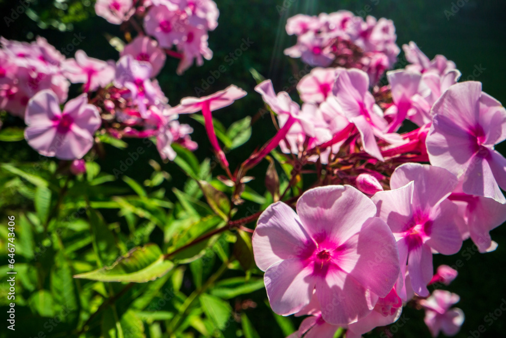 Pink flowers close-up on a sunny day in summer. Beautiful natural rural landscape with blurry background for nature-themed design and projects Pink flowers close-up on a sunny day in summer. Beautiful natural rural landscape with blurry background for nature-themed design and projects