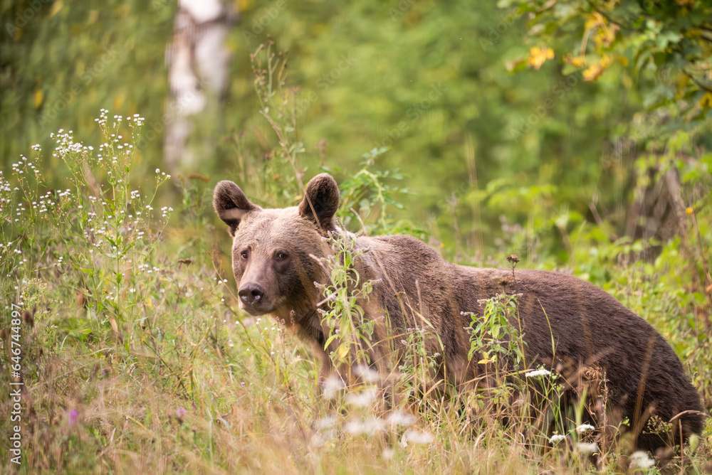 European Brown Bear (Ursula arctic) walking through the forest of Romania European Brown Bear (Ursula arctic) walking through the forest of Romania