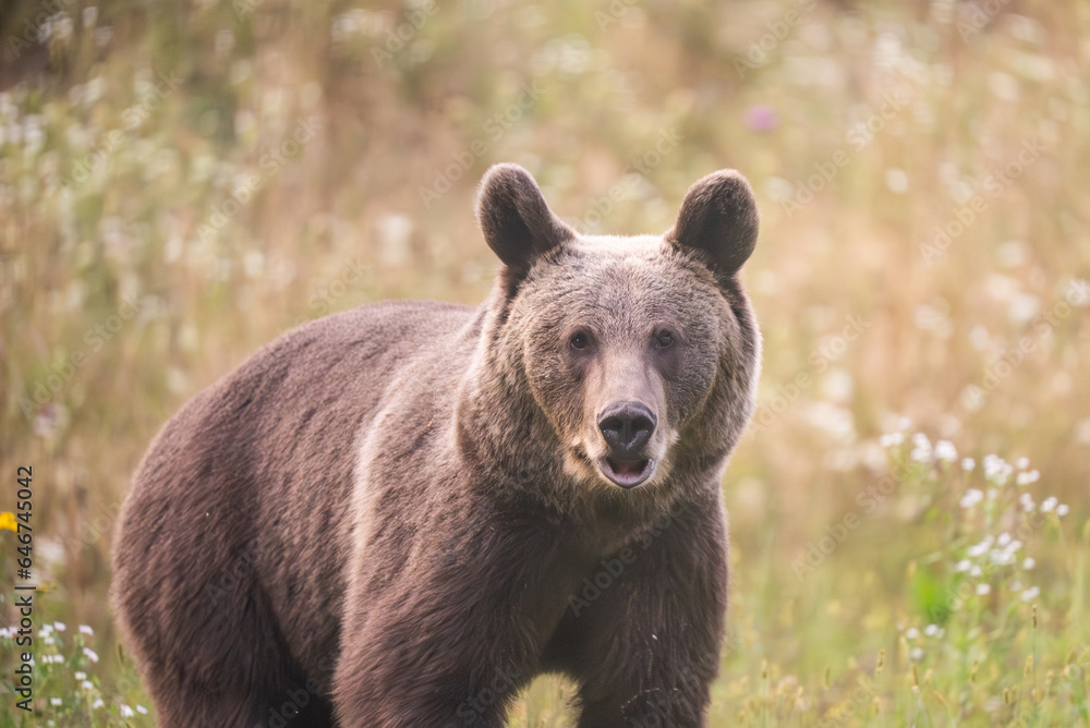 European Brown Bear (Ursula arctic) walking through the forest of Romania 