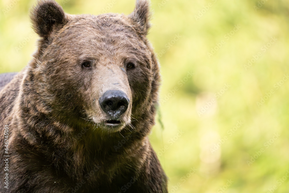 Obraz premium European Brown Bear (Ursula arctic) walking through the forest of Romania 