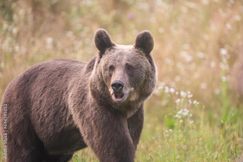 Fototapeta premium European Brown Bear (Ursula arctic) walking through the forest of Romania 