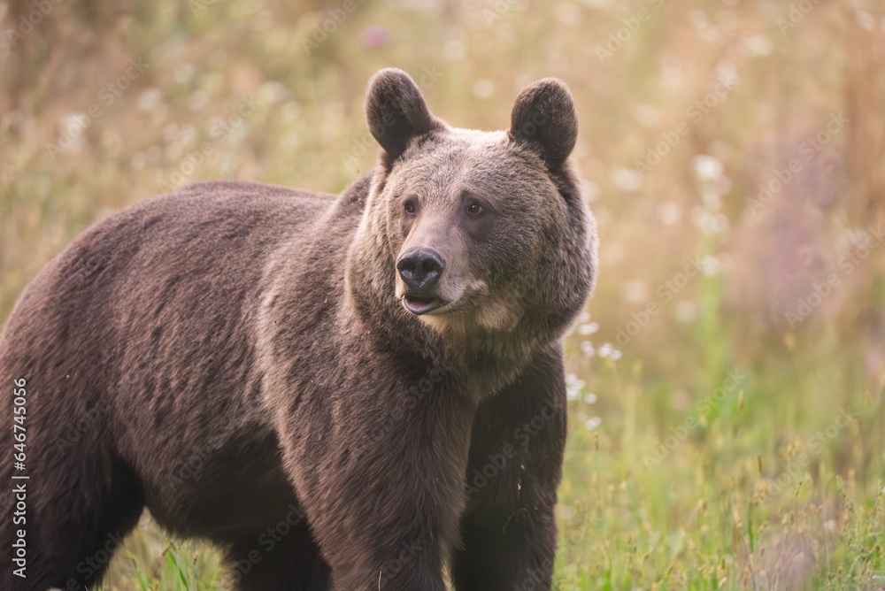 European Brown Bear (Ursula arctic) walking through the forest of Romania 