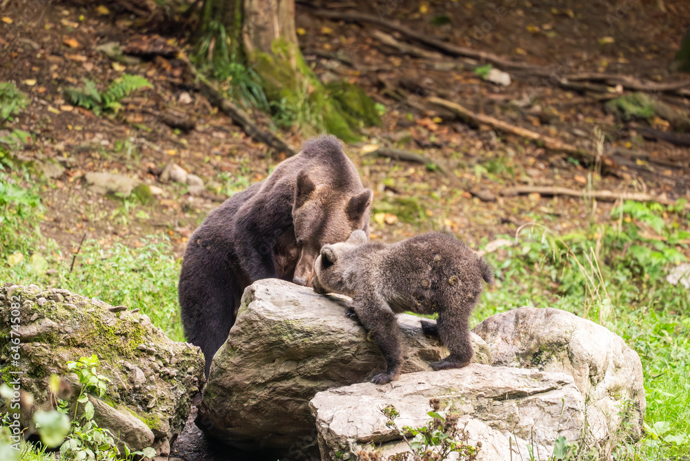 European Brown Bear (Ursula arctic) walking through the forest of Romania European Brown Bear (Ursula arctic) walking through the forest of Romania