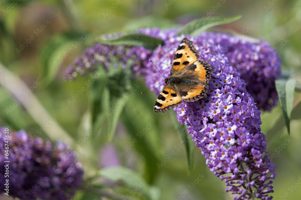 orange butterfly on purple flower orange butterfly on purple flower