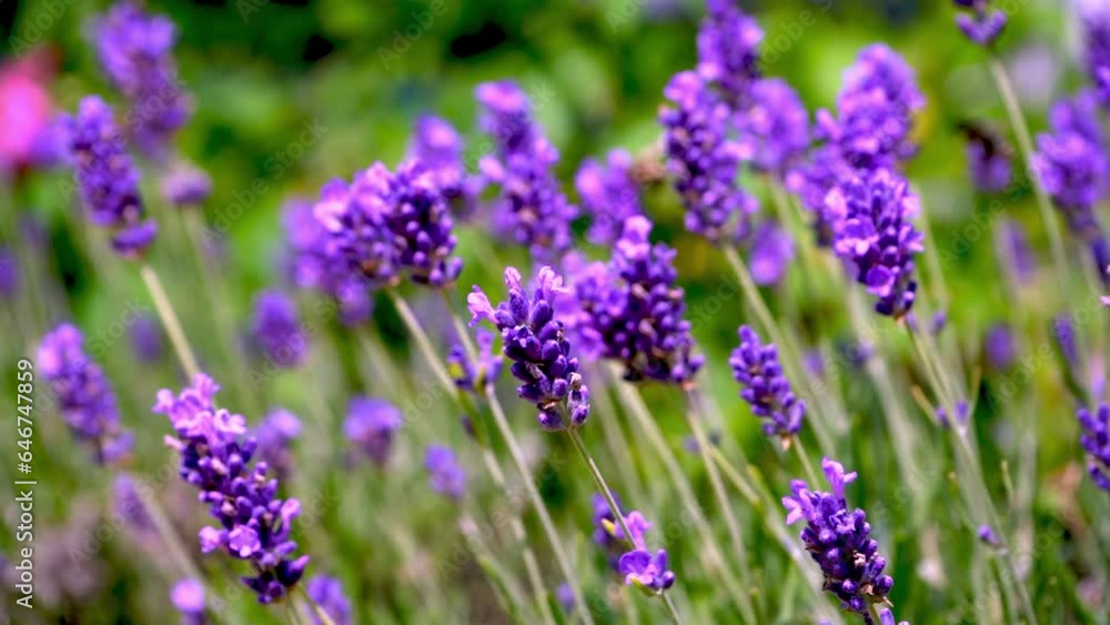 Purple lavender flowers bush. Flower in the field. Nature background. Grow a fragrant plant in the garden. Summer flower honey plant closeup. Purple lavender flowers bush. Flower in the field. Nature background. Grow a fragrant plant in the garden. Summer flower honey plant closeup.