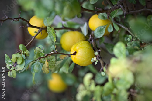 Dojrzałe owoce pigwowca