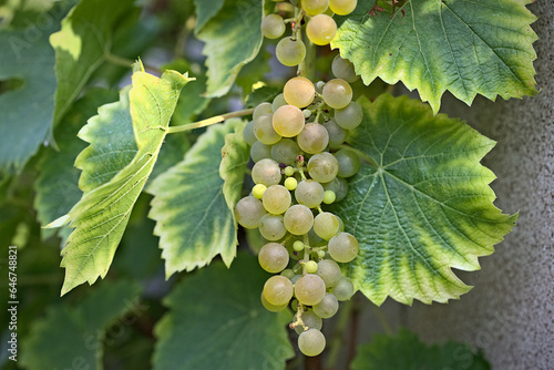 Kiść dojrzałych winogron