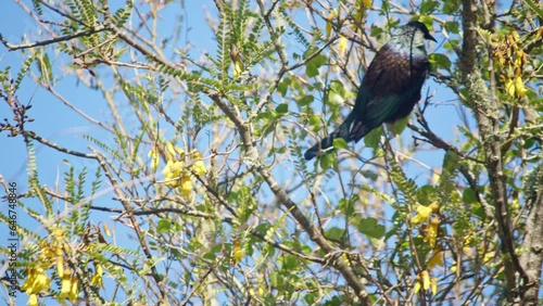 A Tui drinking nectar from the yellow flowers in a Kowhai tree before flying away. photo