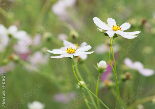 Beautiful flowers Cosmos on a natural background 3