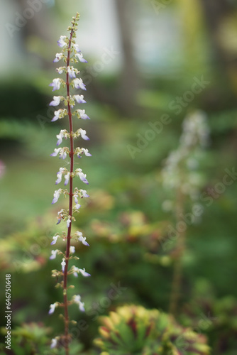 close up of pine needles