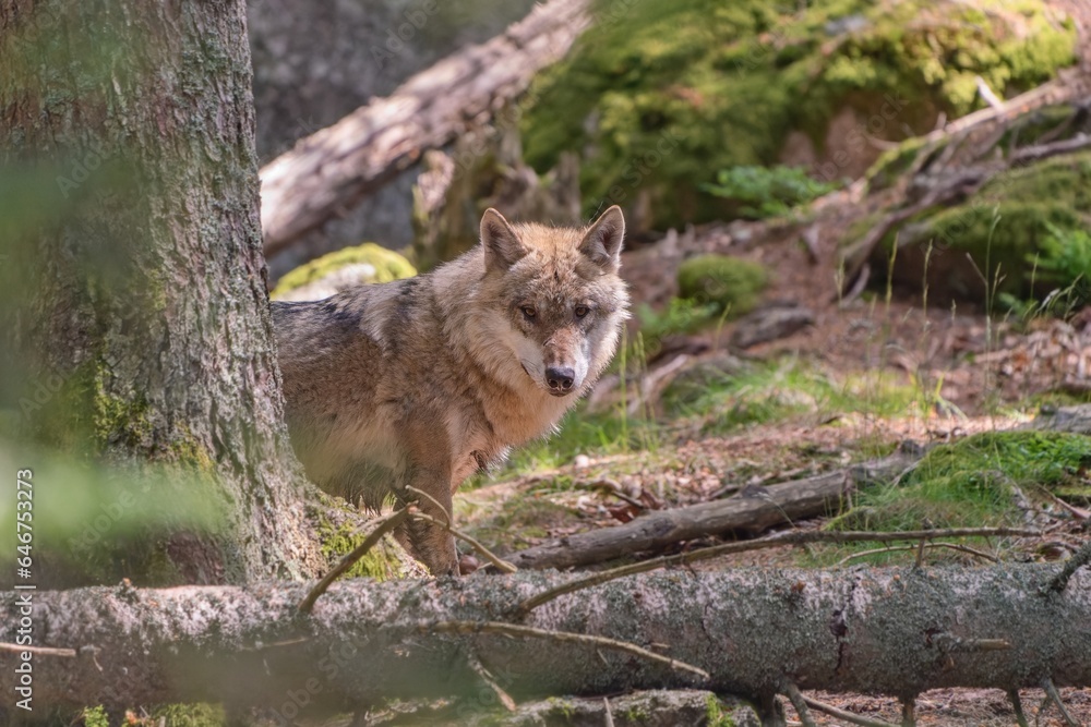 gray wolf (Canis lupus) standing in the forest. Wildlife scene with a adult wolf.