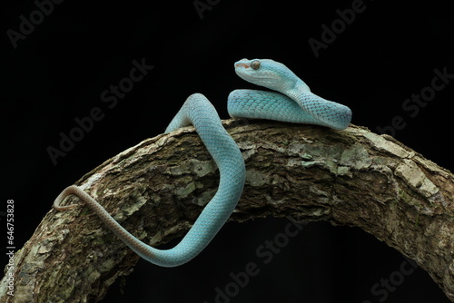 snake  viper snake  blue viper snake  blue insularis viper snake  cool blue insularis viper snake 