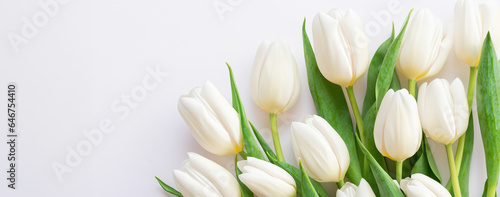 tulip background on a white background