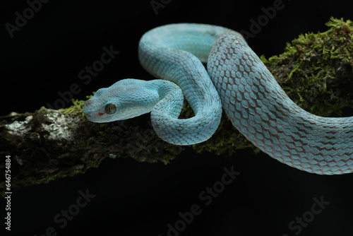 snake, viper snake, blue viper snake, blue insularis viper snake, cool blue insularis viper snake 