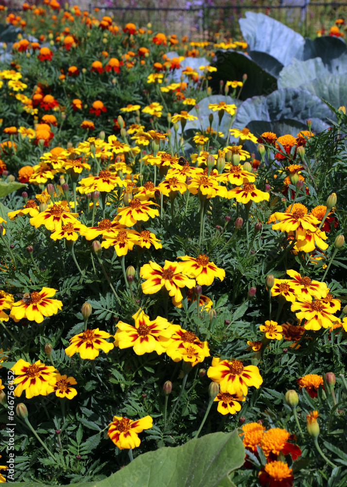 Bed of Marigold plants, Yorkshire England

