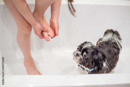 Girl child washes the dog in the bathroom and washes his feet with him. Together. Pet and child. Shih Tzu dog and care