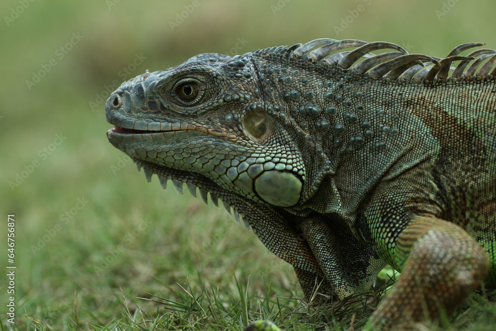 Fototapeta premium iguana, iguana face, iguana face close up 