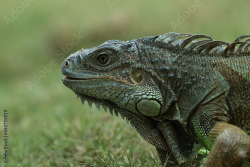 iguana  iguana face  iguana face close up 